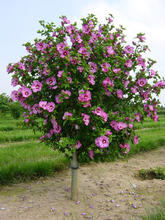 Сирийский гибискус древовидный, садовый. "Сирийская роза" (Hibiscus) sadbedo.ru