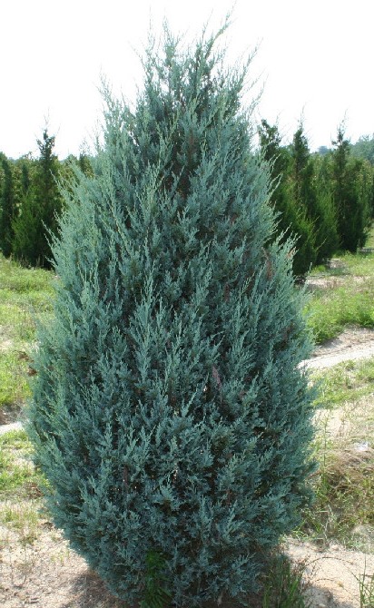 Можжевельник скальный (Juniperus scopulorum )
