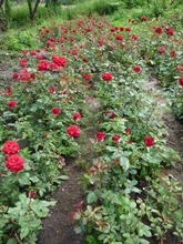 Как посадить розу? sadbedo.ru