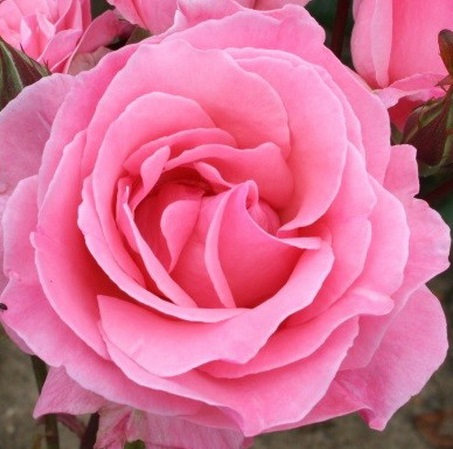 Роза" Queen Elizabeth".sadbedo.ru