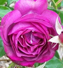 Роза"Blue Eden".sadbedo.ru