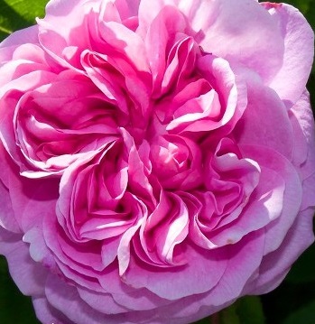 Роза"Centifolia Muscosa".Сентифолия мускусная.sadbedo.ru