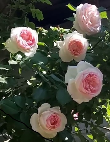 Плетистая роза "Эден Роуз" (Eden Rose  / Pierre de Ronsard)sadbedo.ru