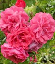 Плетистая роза "Rosarium Uetersen"(розАриум Ютерзен) sadbedo.ru