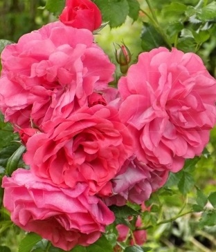 Плетистая роза "Rosarium Uetersen"(розарий Ютерзен) sadbedo.ru