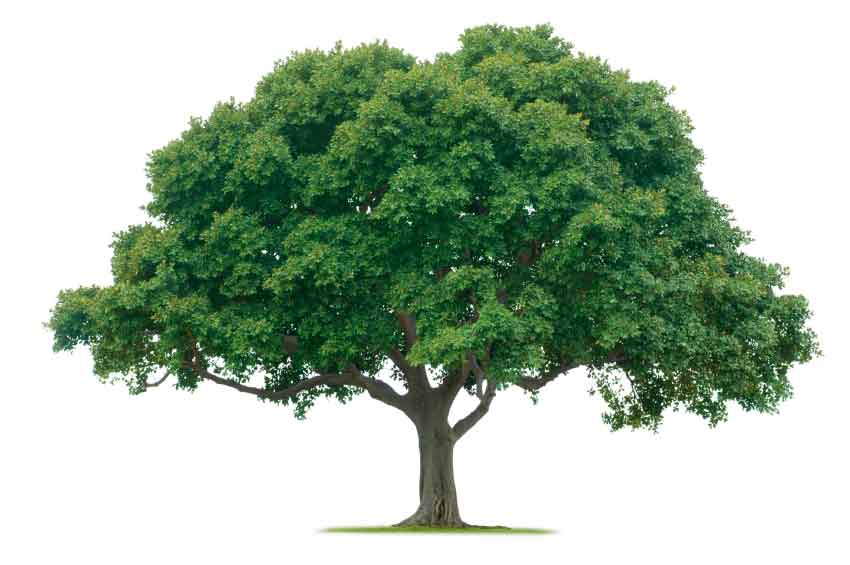 "Дуб скальный"(Quercus petraea) sadbedo.ru