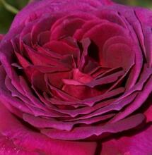 Роза чайно-гибридная"Большой фиолетовый"(Big Purple).sadbedo.ru