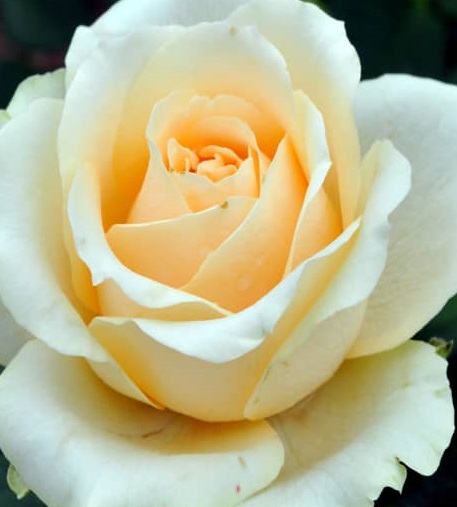 Роза чайно-гибридная"Персиковая лавина"(Peach Avalanche)sadbedo.ru