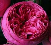 Роза чайно-гибридная "Пинк Пиано"(Pink Piano)