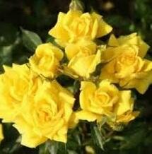 Роза миниатюрная "Желтый Клементин" (Yellow Clementine) sadbedo.ru