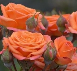 Роза спрей"Мандарин"(Mandarin)sadbedo.ru