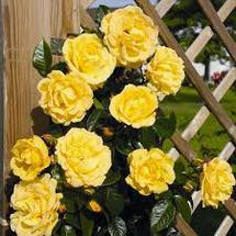 Роза плетистая жёлтая "Жёлтый остров"(Yellow Island)sadbedo.ru