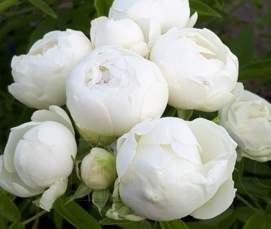 Роза почвопокровная "White Morsdag".садбедо.ру