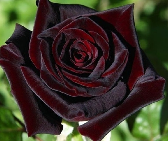 Роза на штамбе "Фиджи Негро"(Fiji Negro).sadbedo.ru