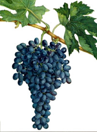 Виноград "Кишмиш чёрный"(Black raisins)